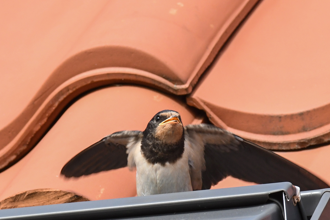 DSC_9202.jpg