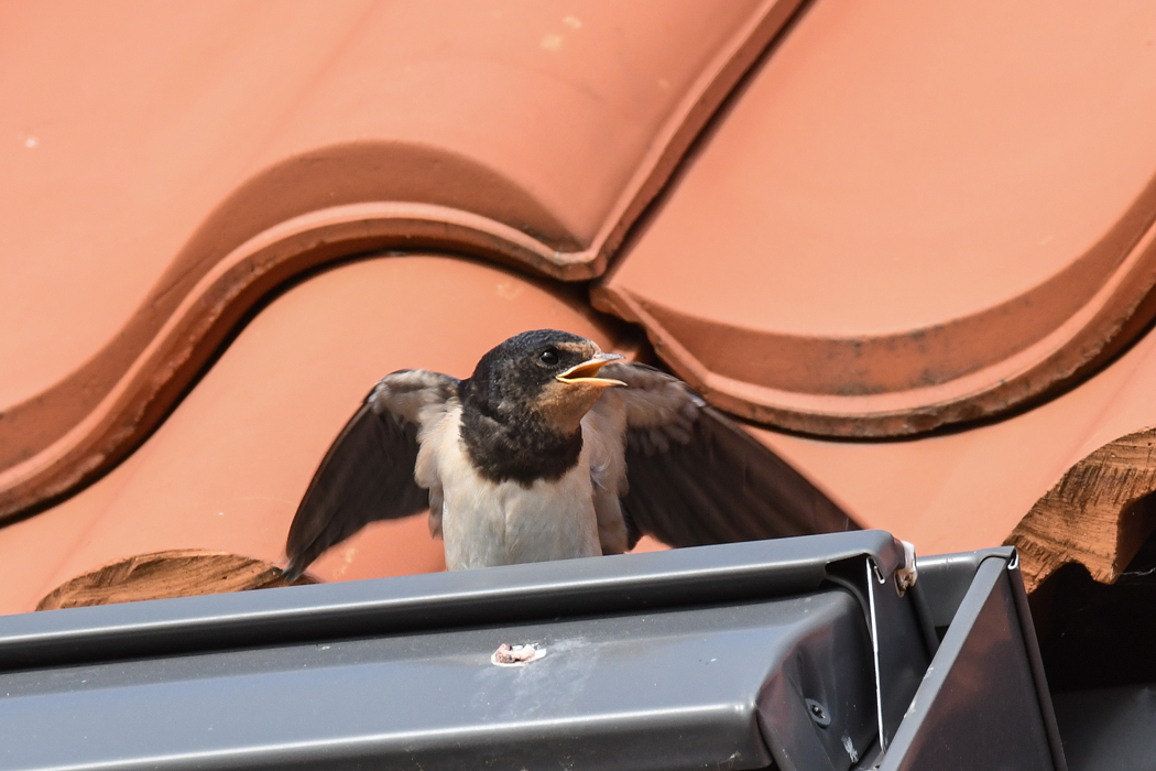 DSC_9203.jpg