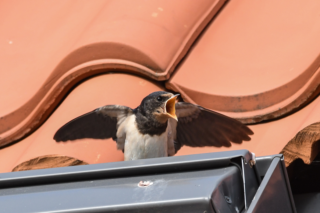 DSC_9205.jpg