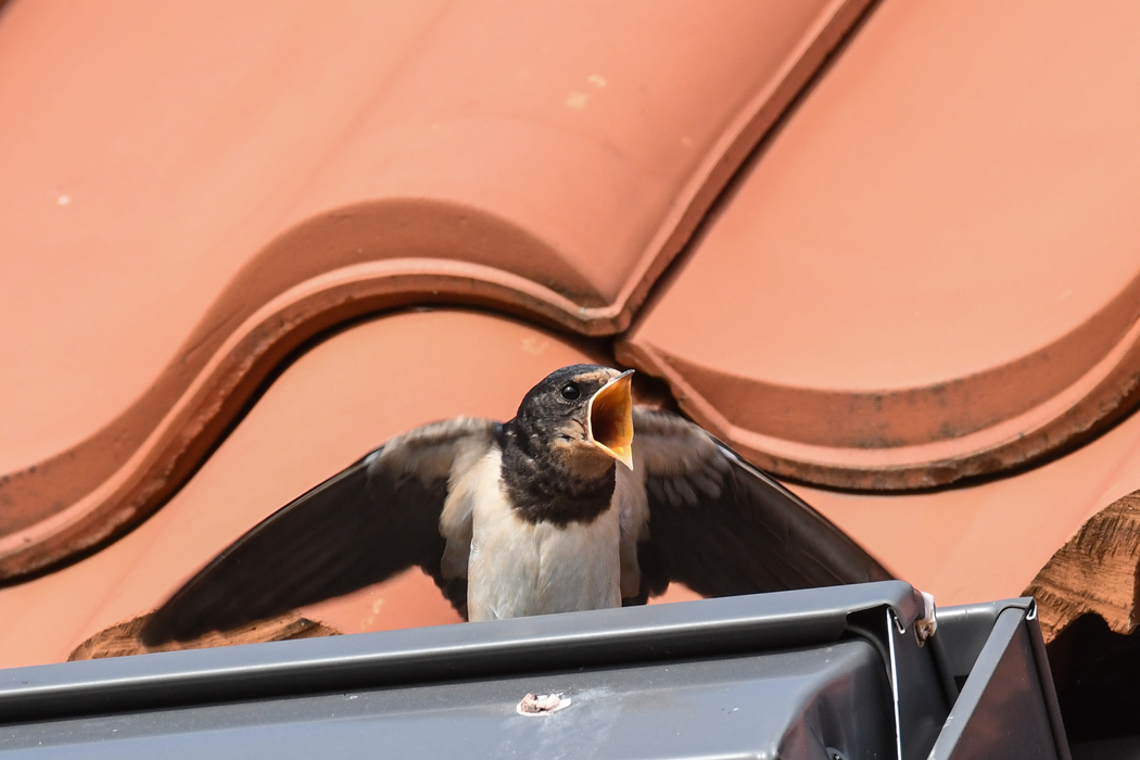 DSC_9206.jpg