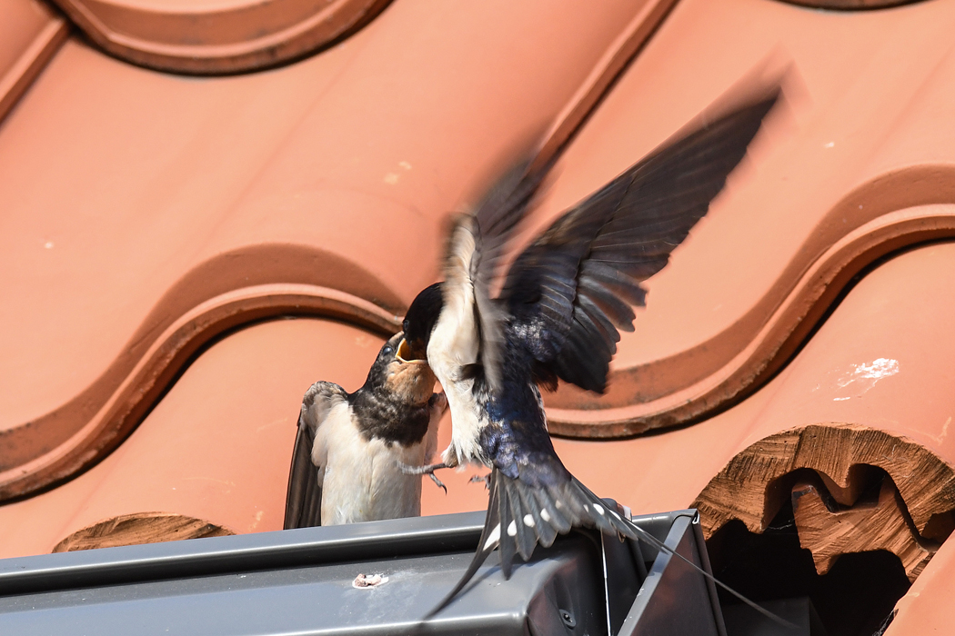 DSC_9208.jpg