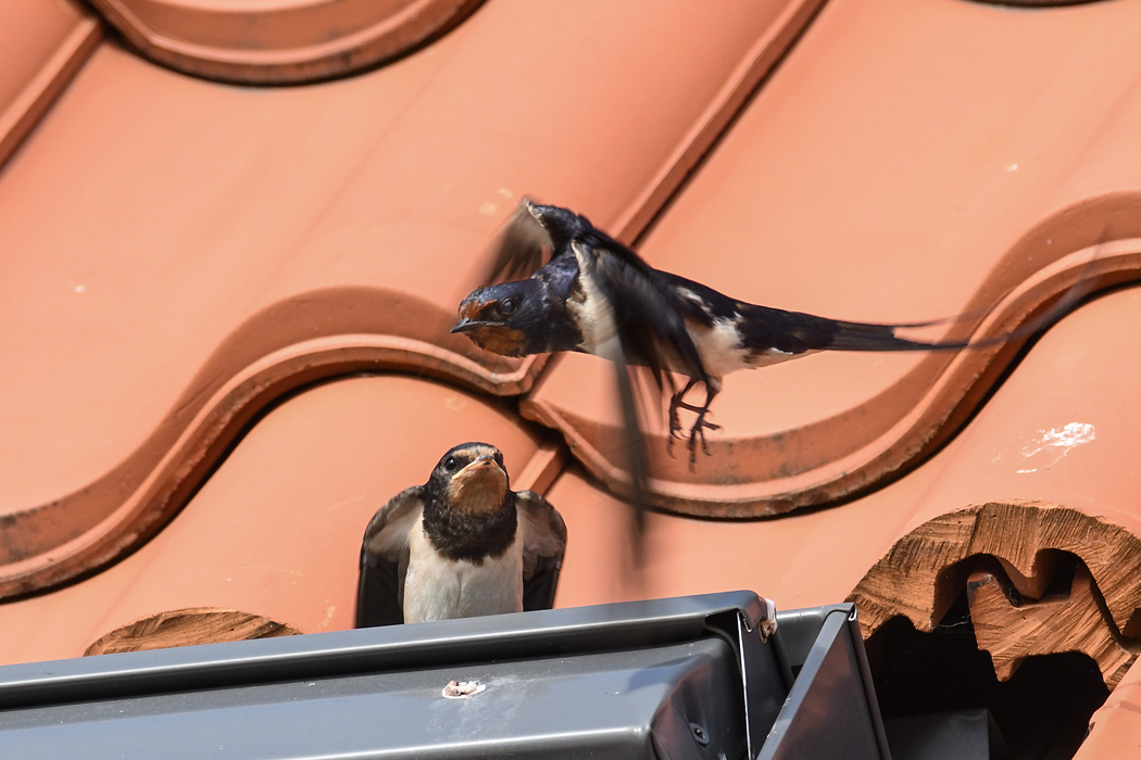 DSC_9209.jpg