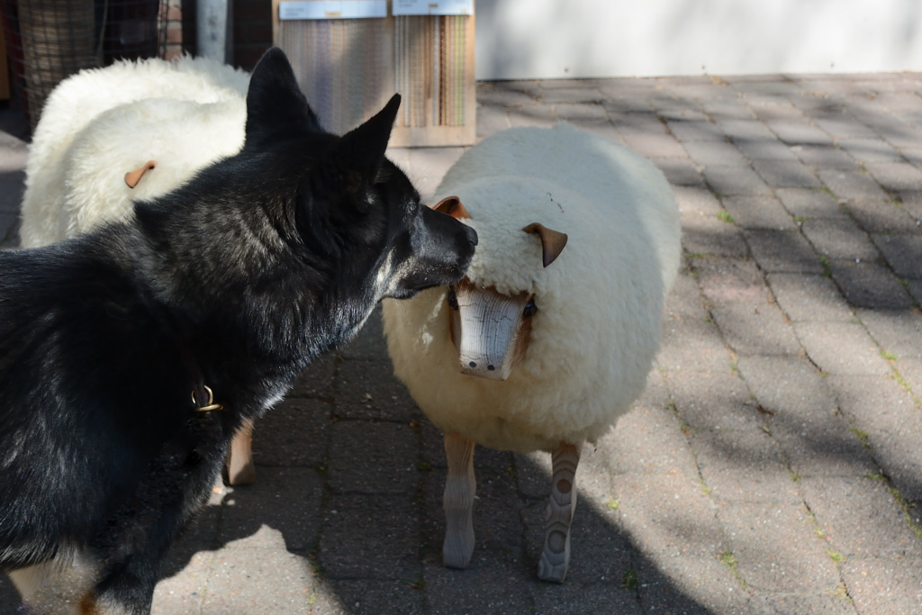 DSC_9264_00001_01.jpg