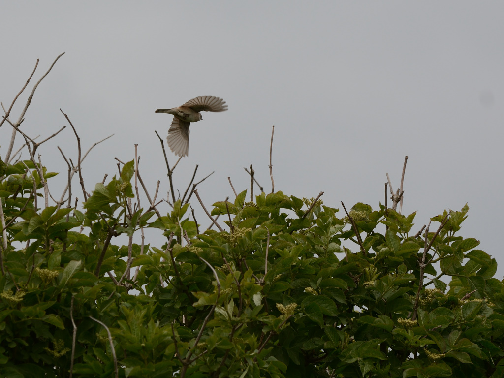 DSC_9324_00001.jpg