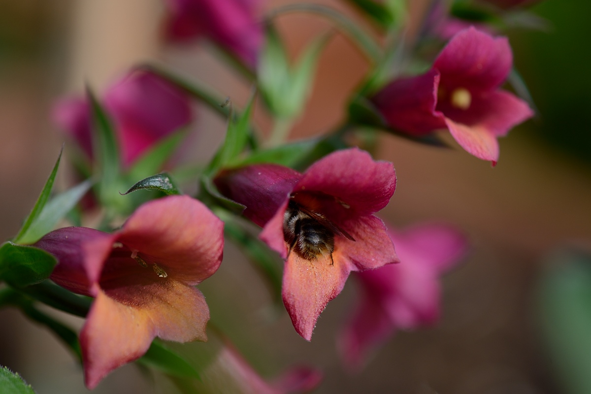 DSC_9327a.jpg