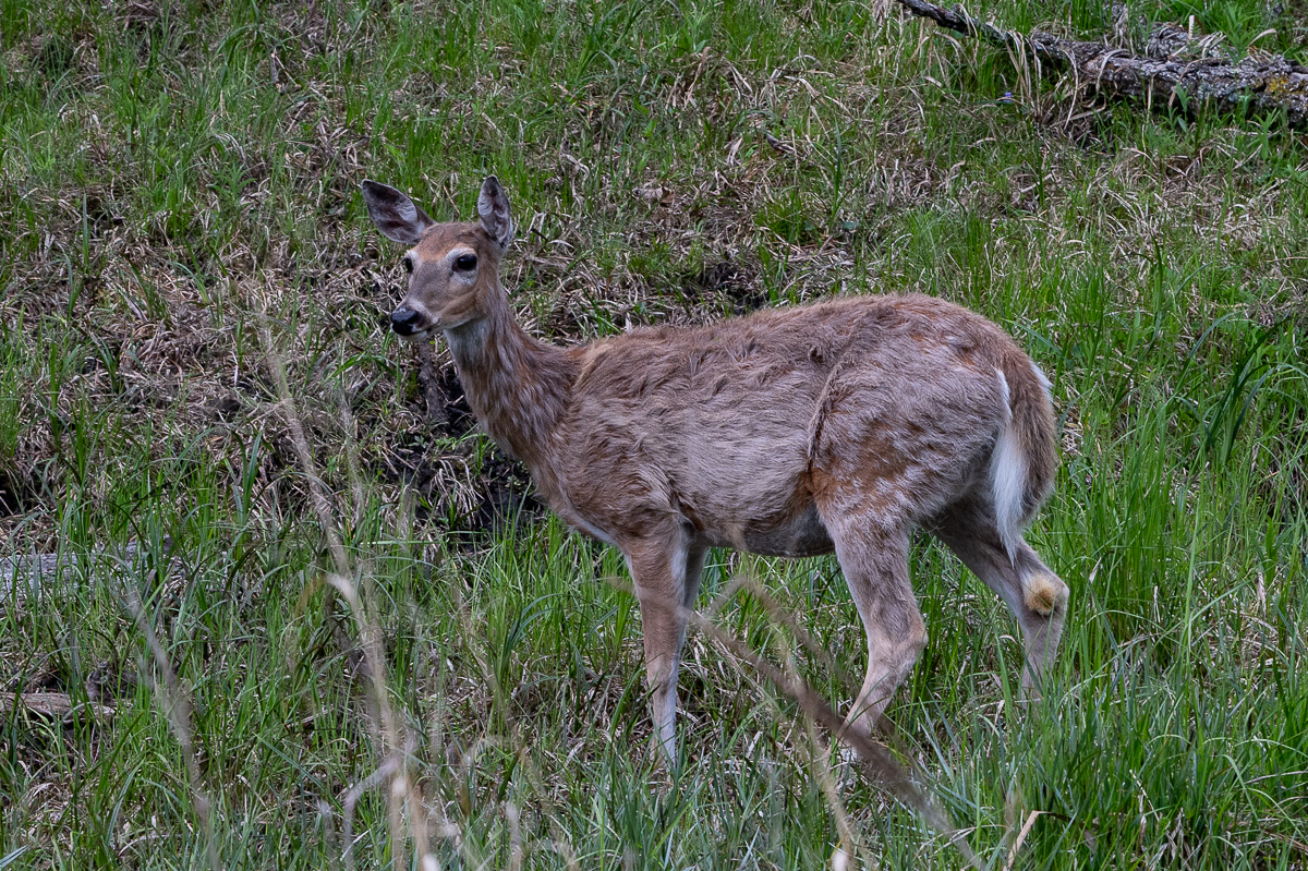 DSC_9335.jpg