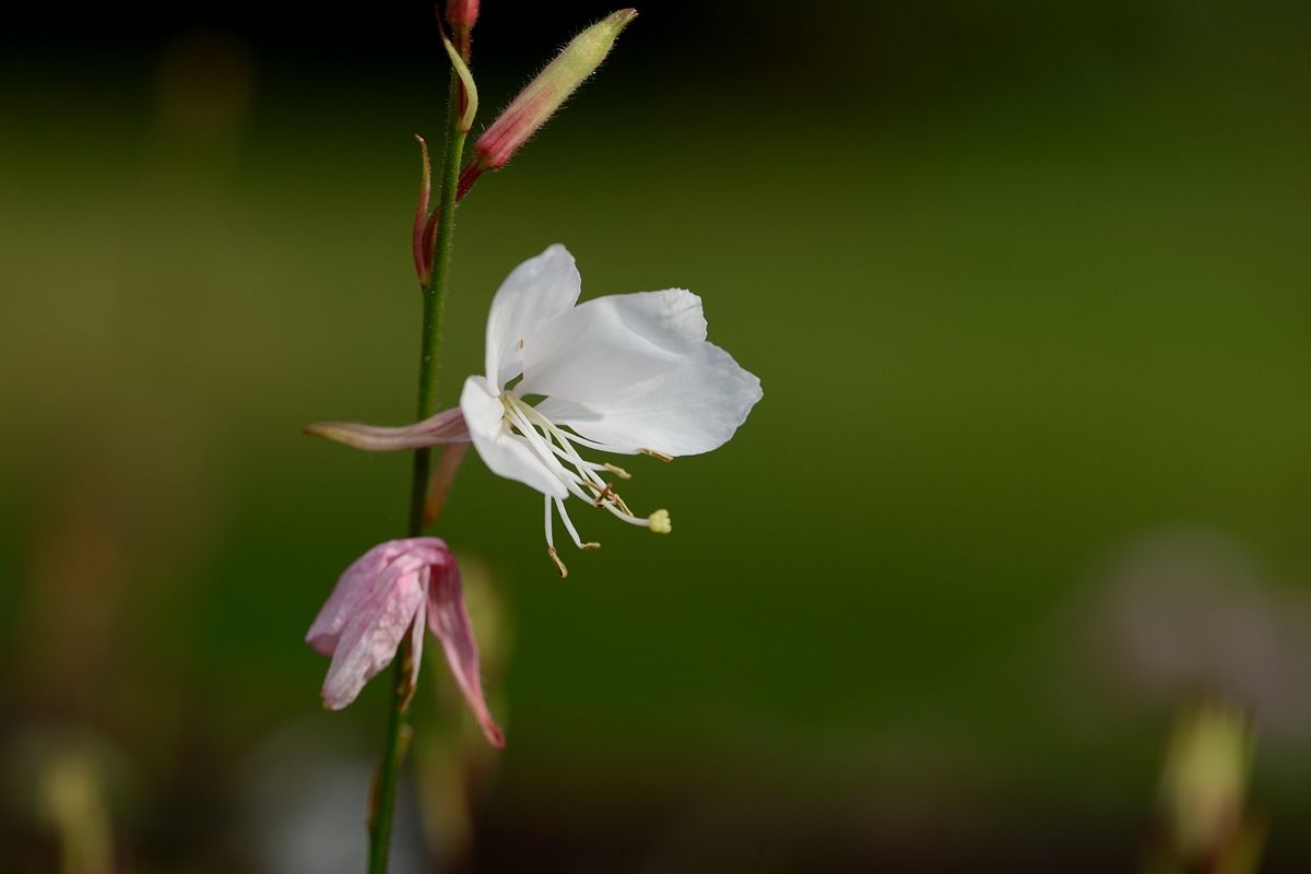DSC_9336a.jpg