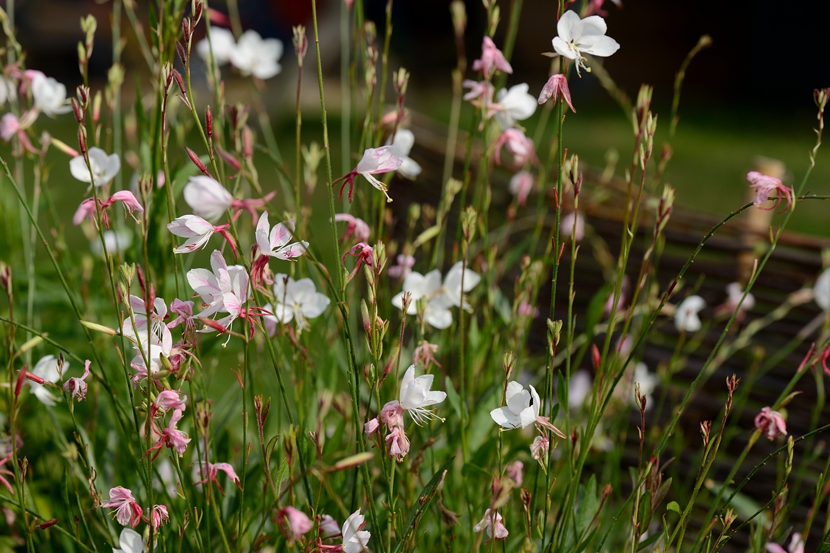 DSC_9374a.jpg
