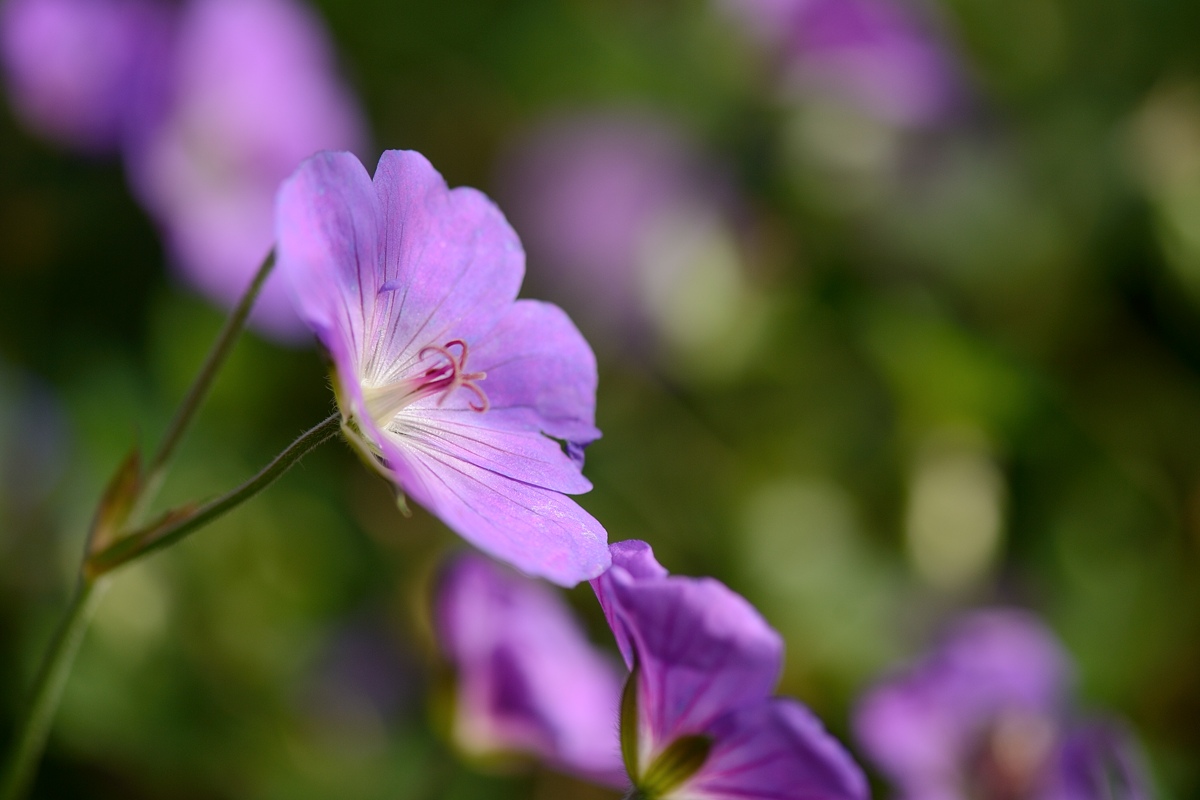 DSC_9408a.jpg