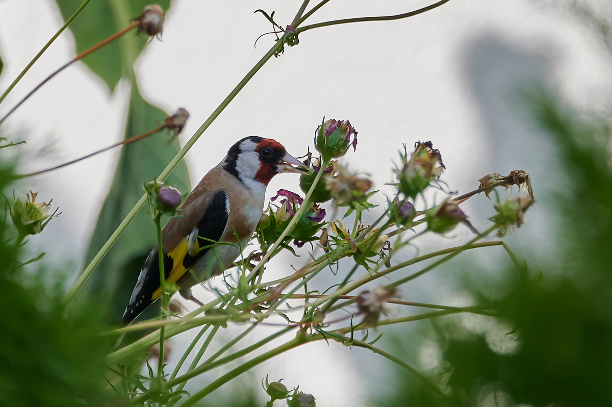 DSC_9410.jpg