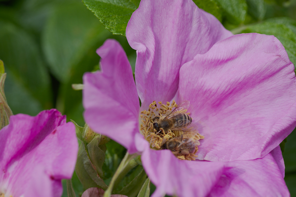 DSC_9443.jpg