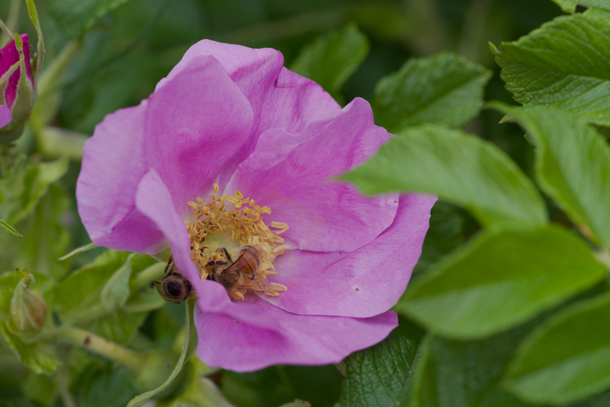 DSC_9453.jpg