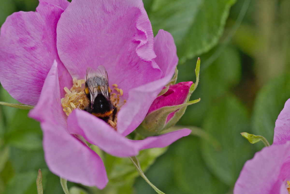 DSC_9468.jpg