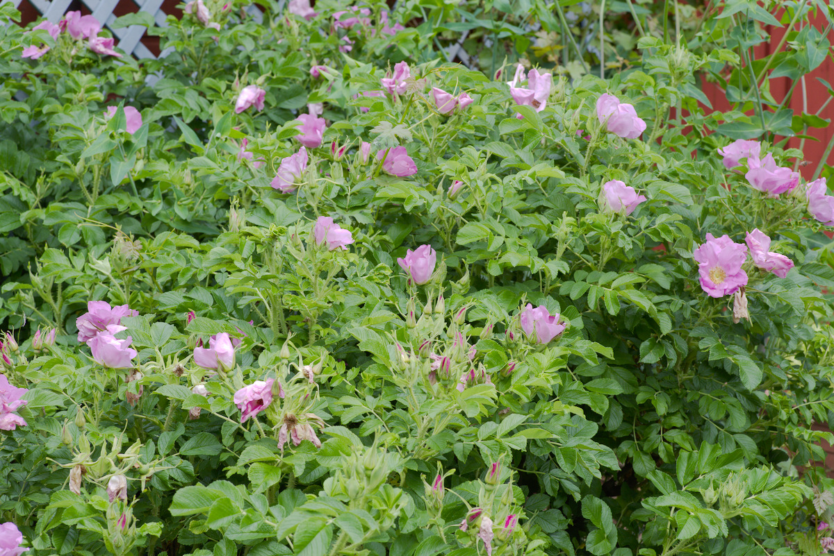 DSC_9471.jpg