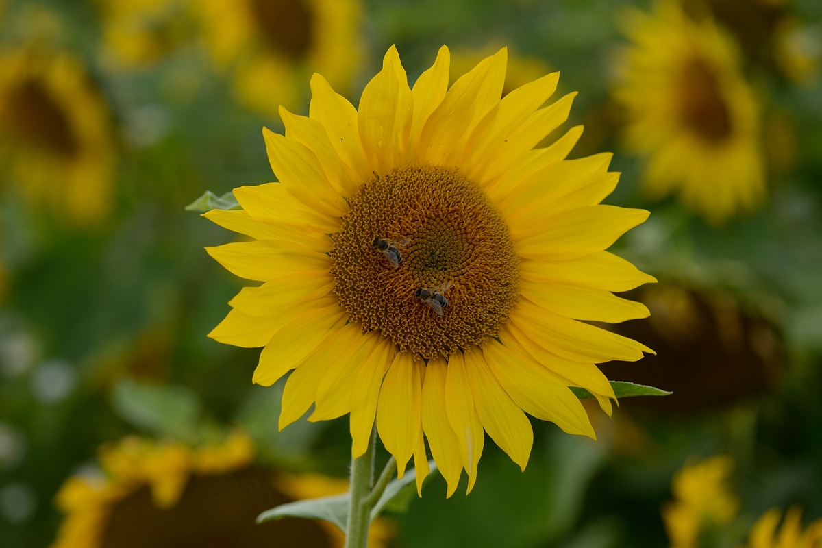 DSC_9472a.jpg