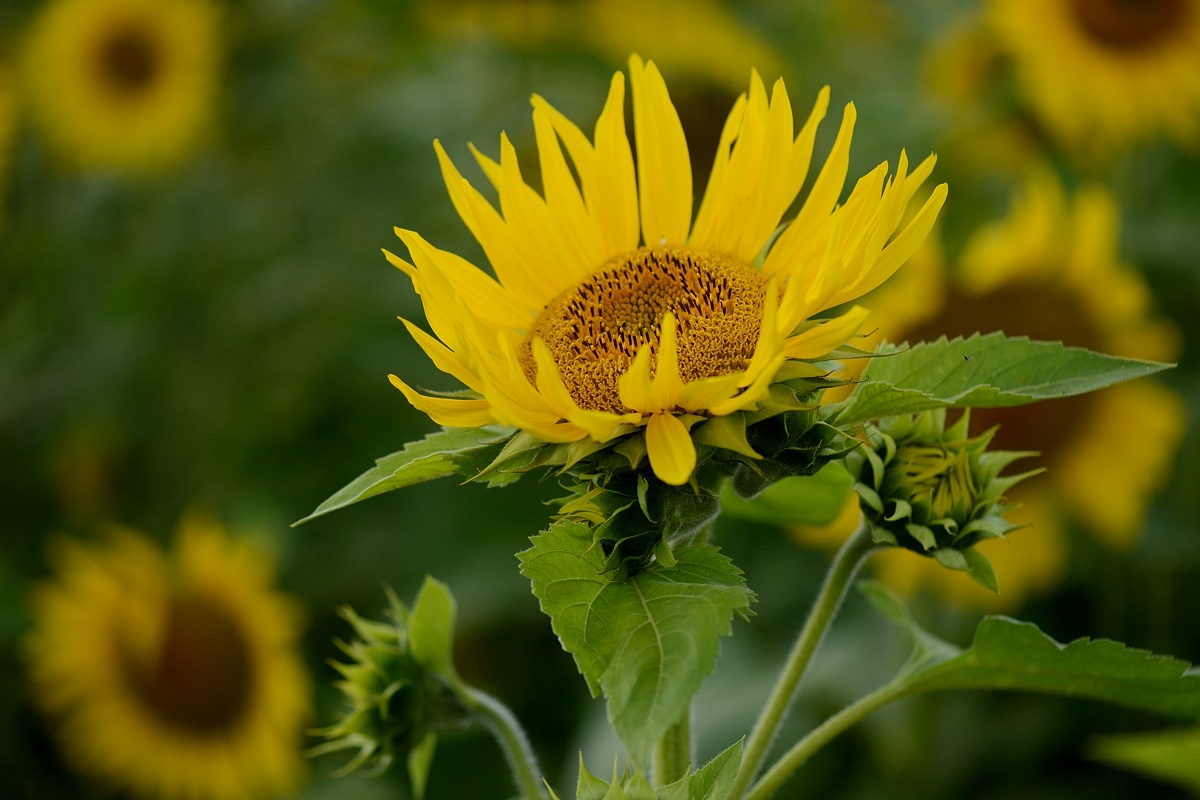 DSC_9476a.jpg