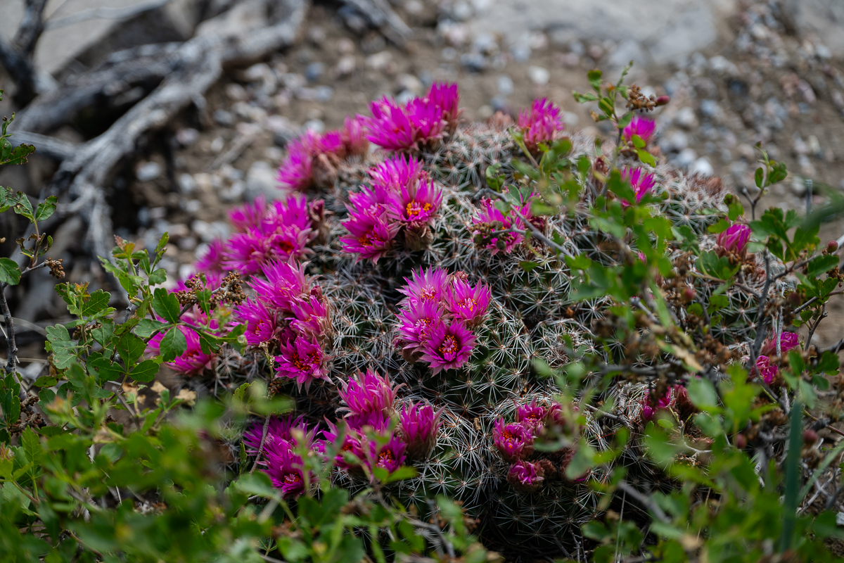 DSC_9483.jpg