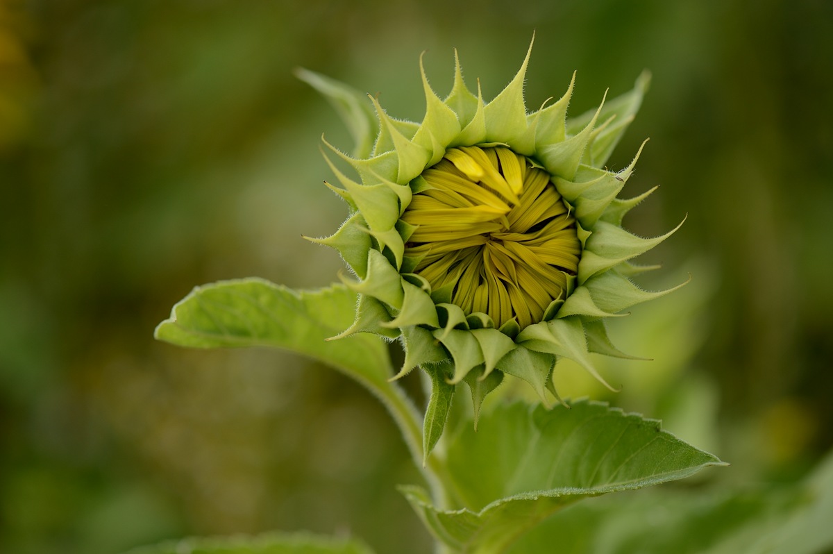 DSC_9487a.jpg