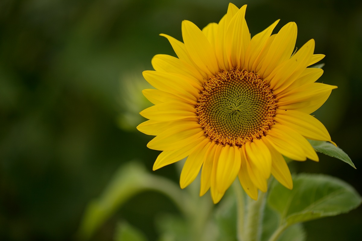 DSC_9505a.jpg