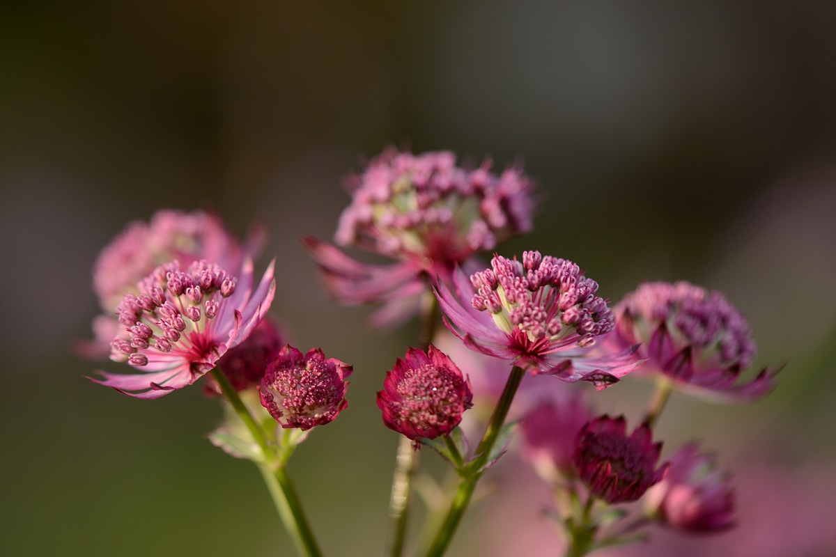 DSC_9535a.jpg