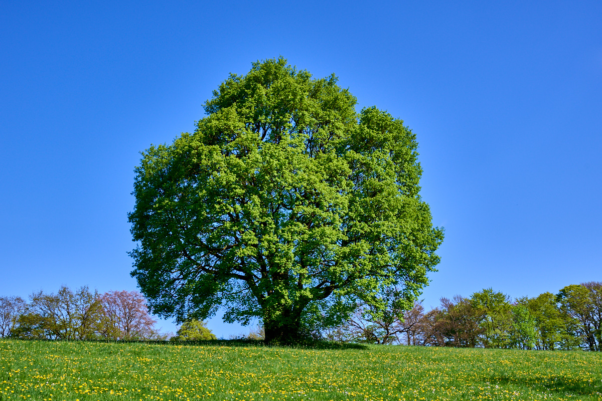 DSC_9538 3.jpg
