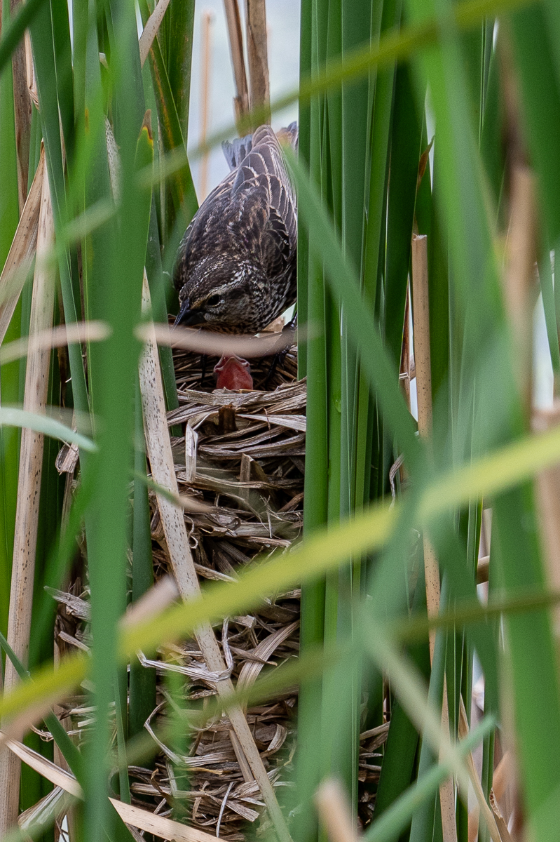 DSC_9569.jpg