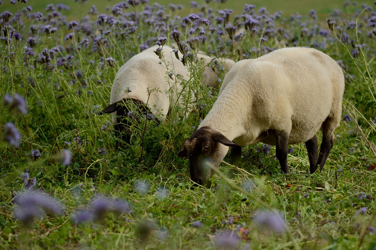 DSC_9577a.jpg