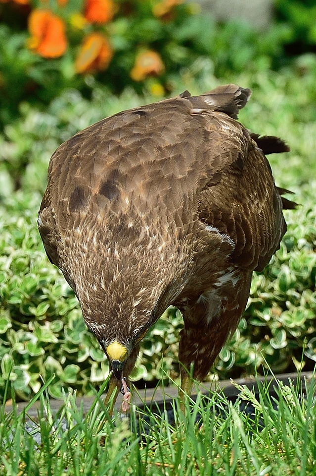 DSC_9601_klein.jpg