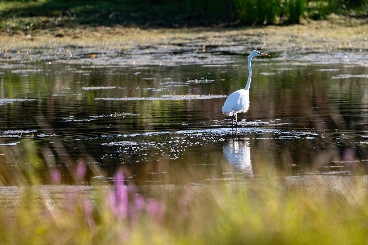 DSC_9617.jpg