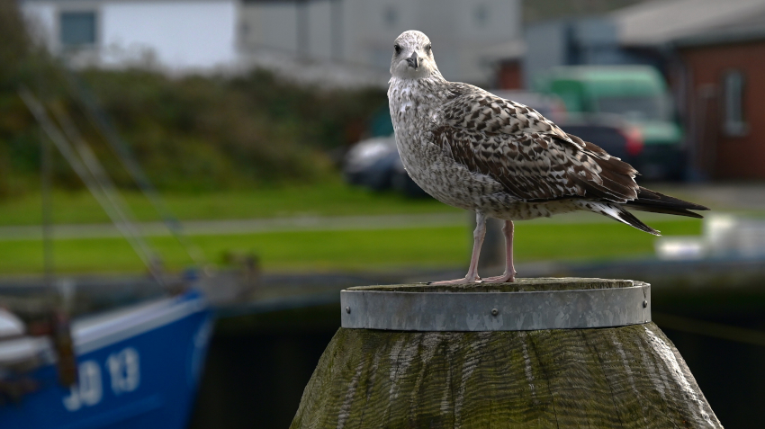DSC_9638.JPG