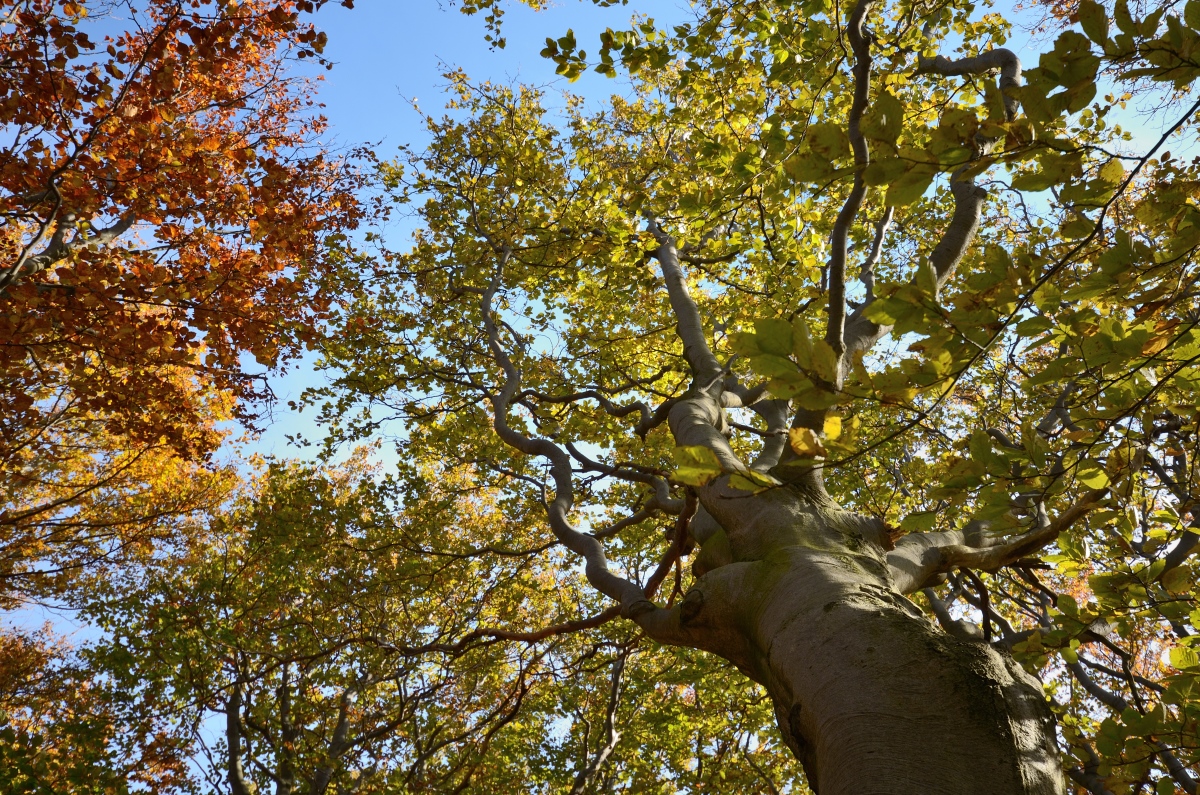 DSC_9661_00001n.jpg