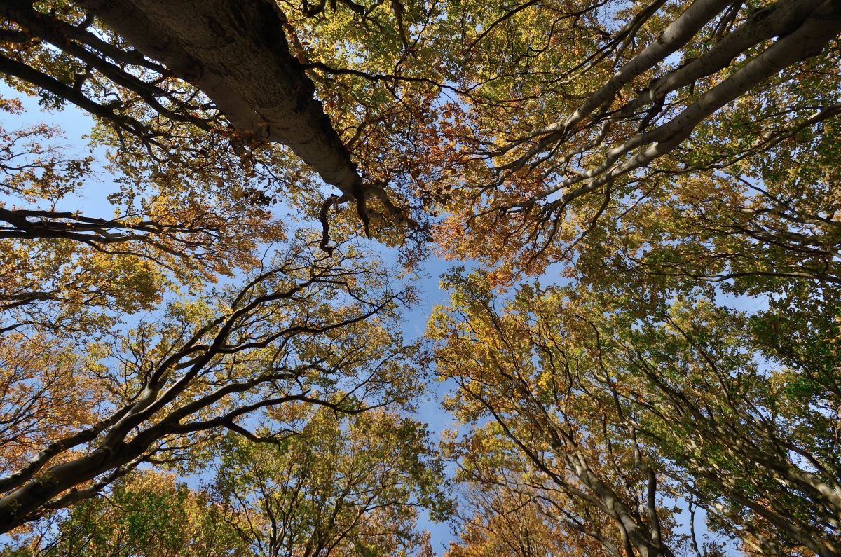 DSC_9666_00001n.jpg