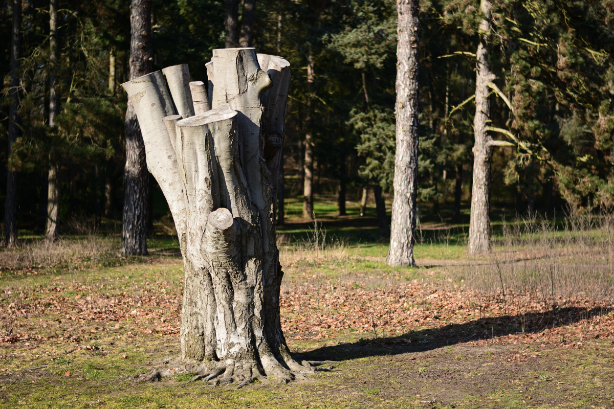 DSC_9671.JPG