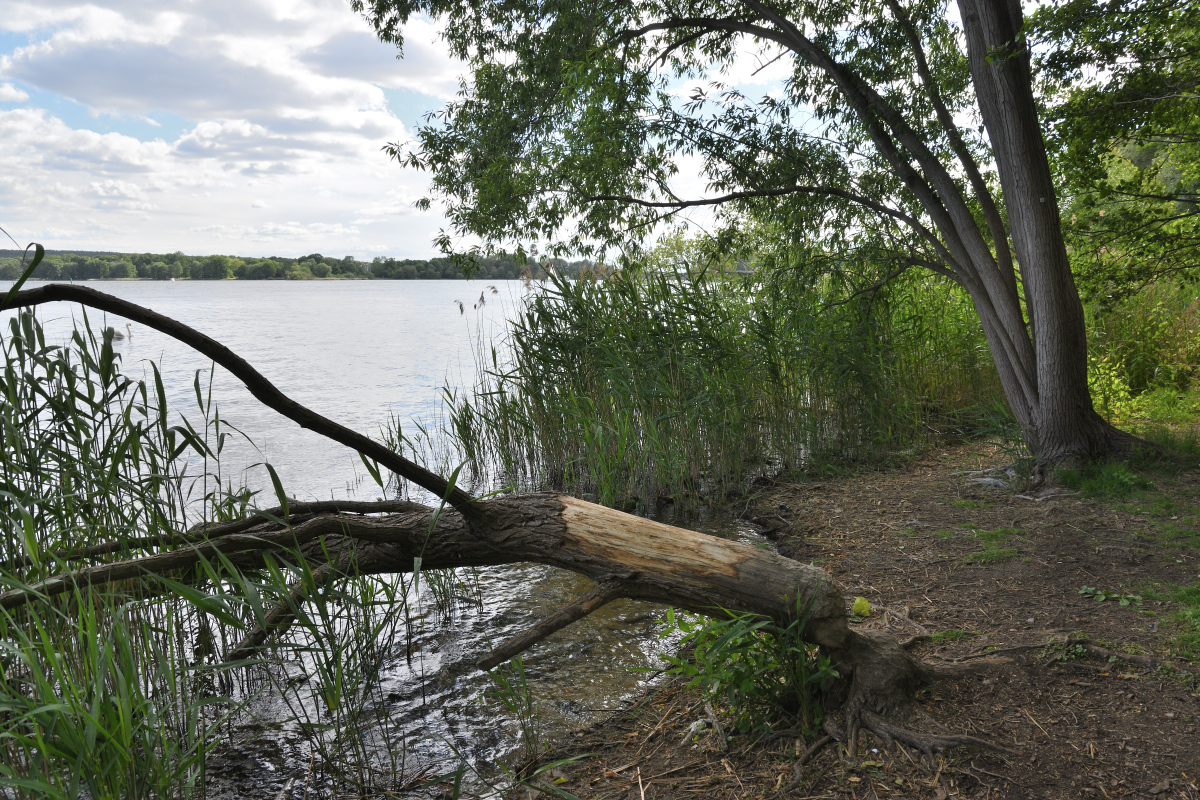 DSC_9774.JPG