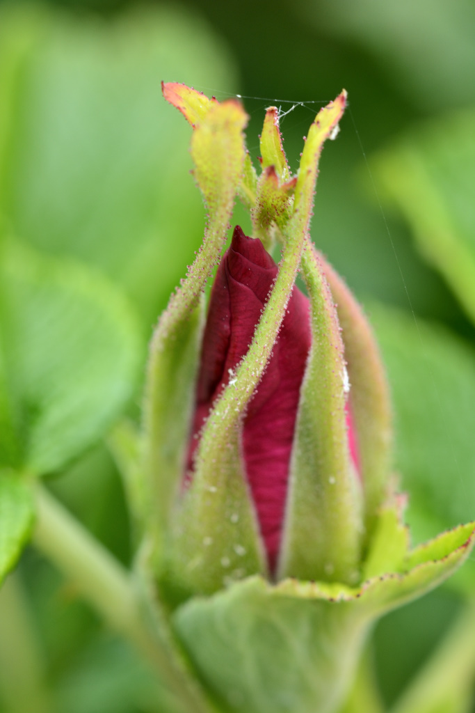 DSC_9858_00001.jpg