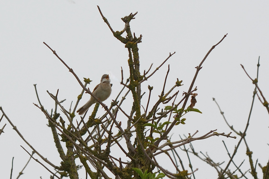 DSC_9881_00003.jpg