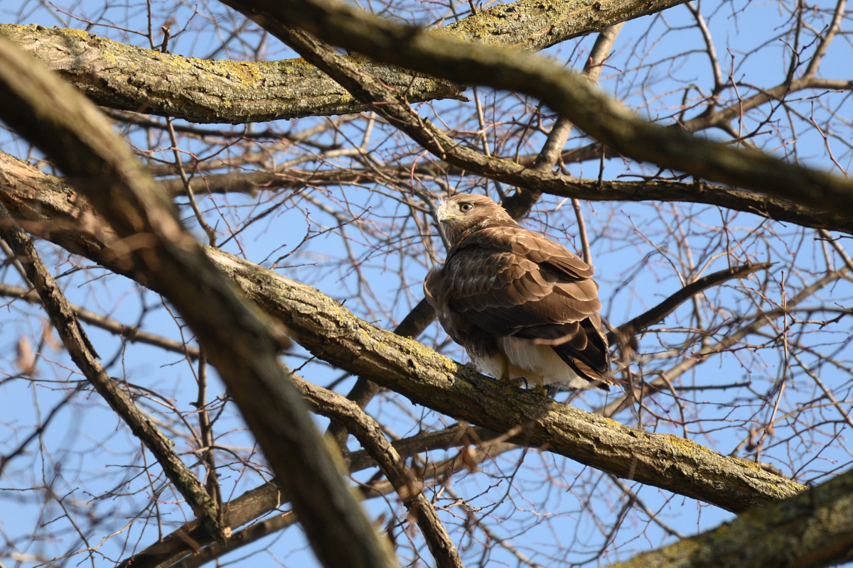 DSC_9922.JPG