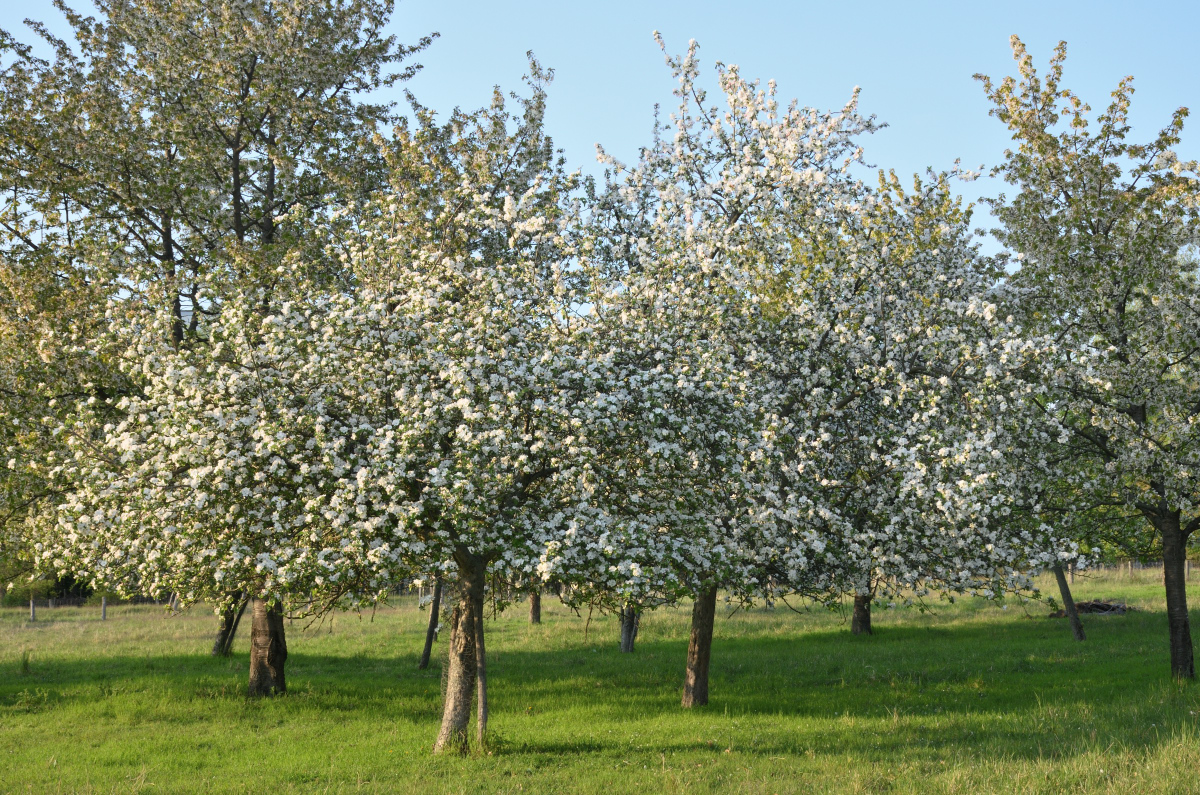 DSC_9962.JPG