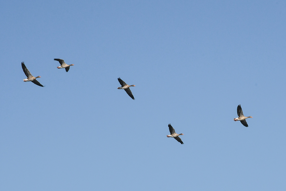 DSC_9975.jpg