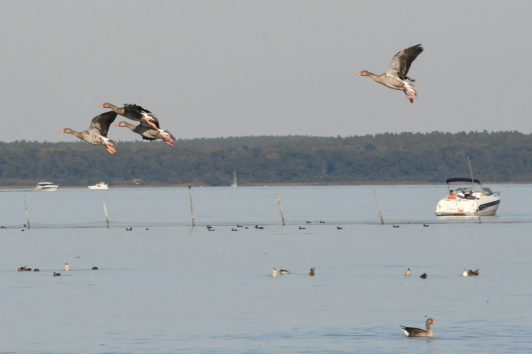 DSC_9987.jpg