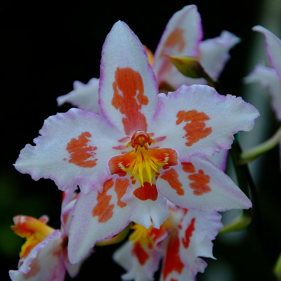 DSCF0482