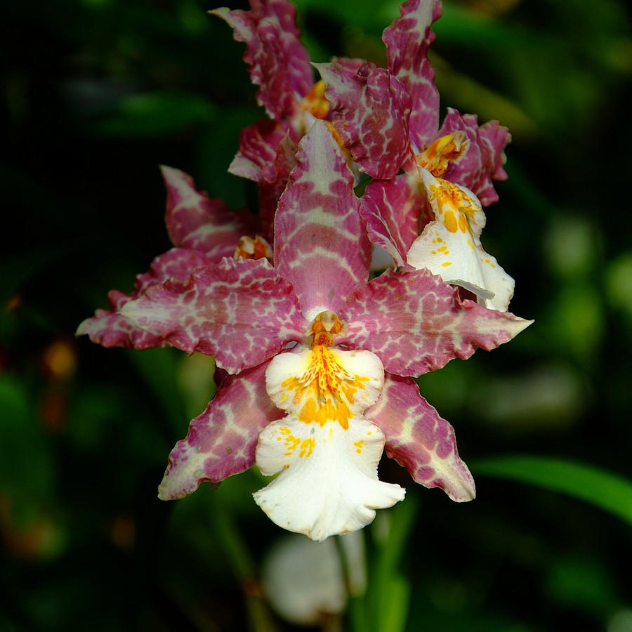 DSCF0490