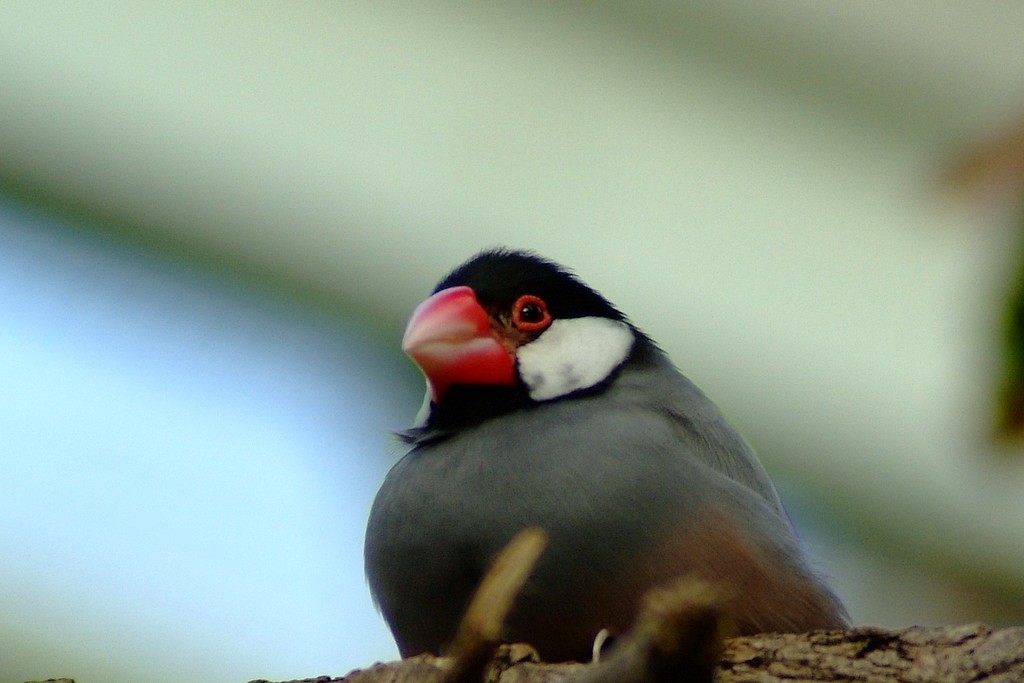 DSCF0522