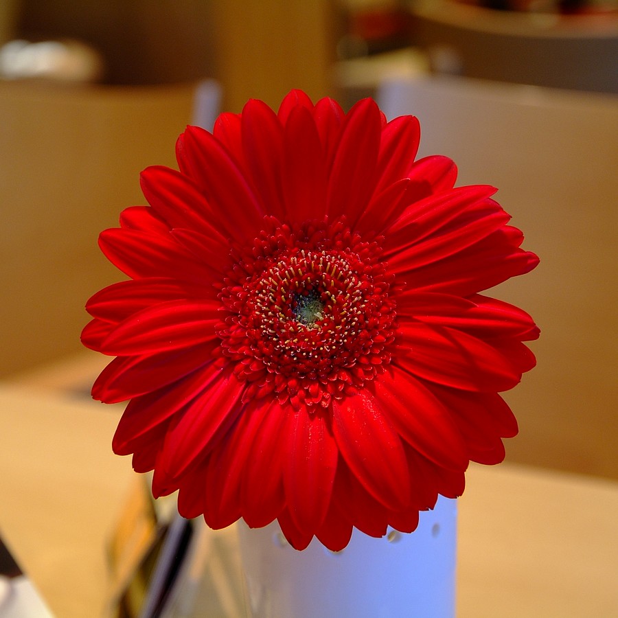 DSCF0547