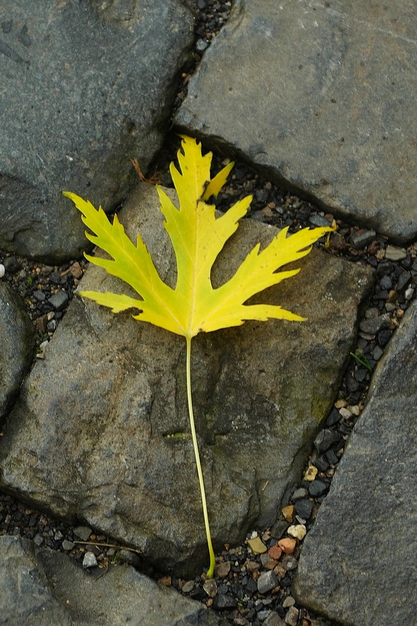 DSCF0657