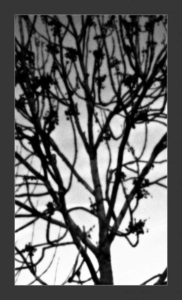 DSCF0869 WEB