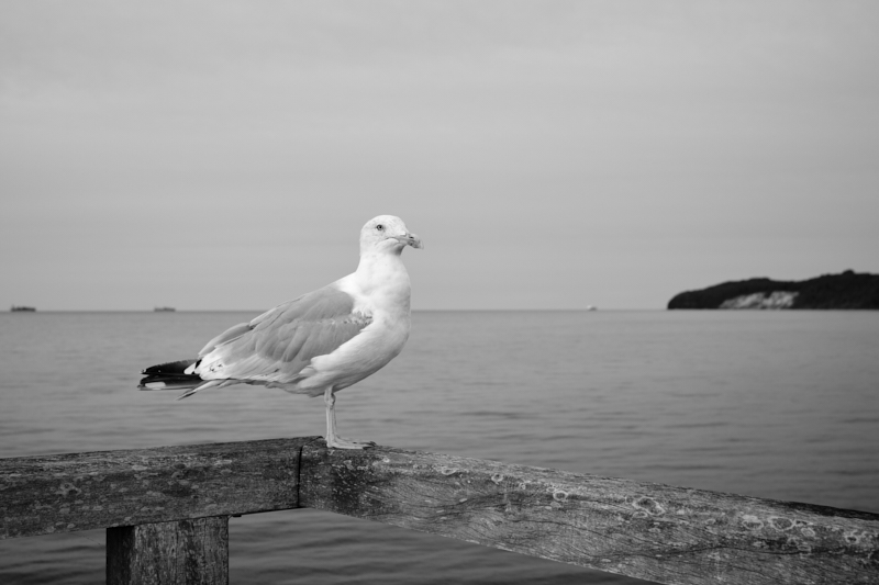 DSCF1396 1.jpg