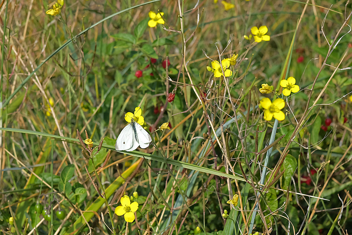 DSCF2225AAxl.jpg
