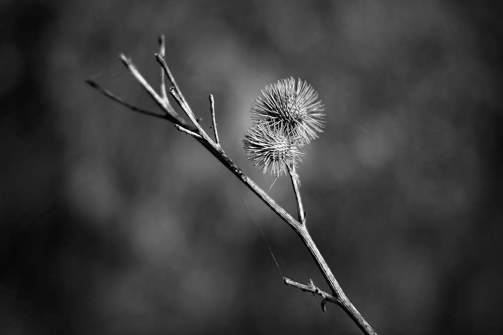 DSCF2237 web.jpg