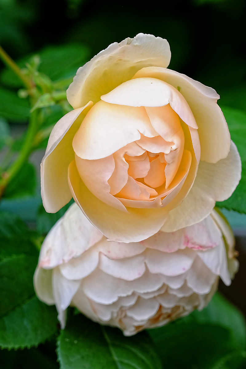 DSCF2473Qxl.jpg